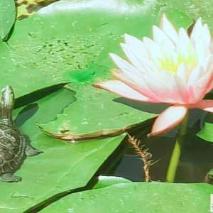 ������Ƭ